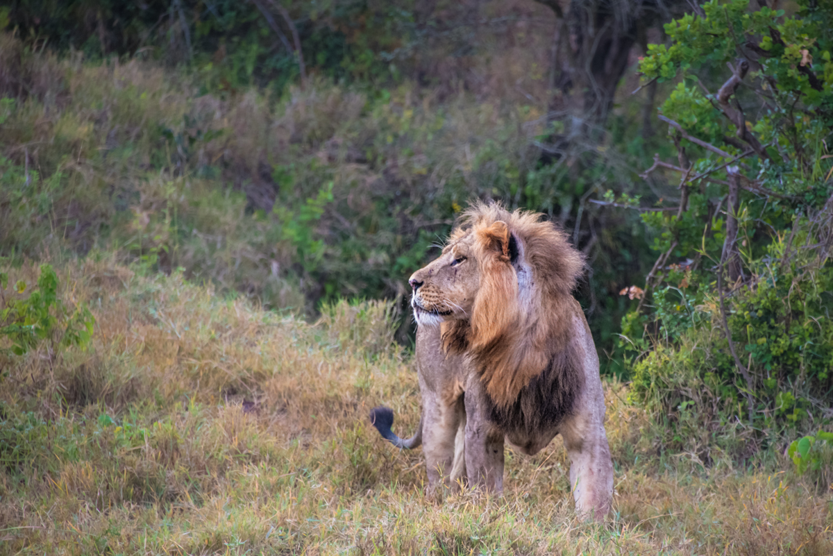 Side view of a Lion walking